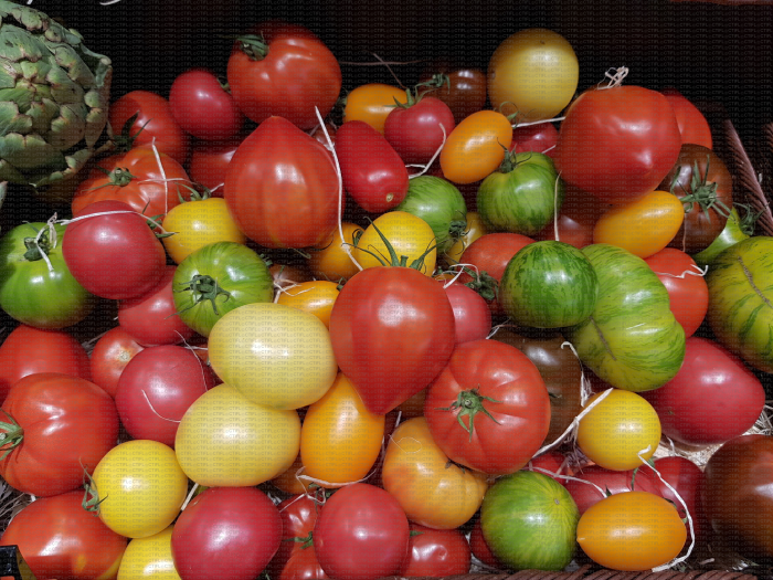 Corbeille de tomates multicolores